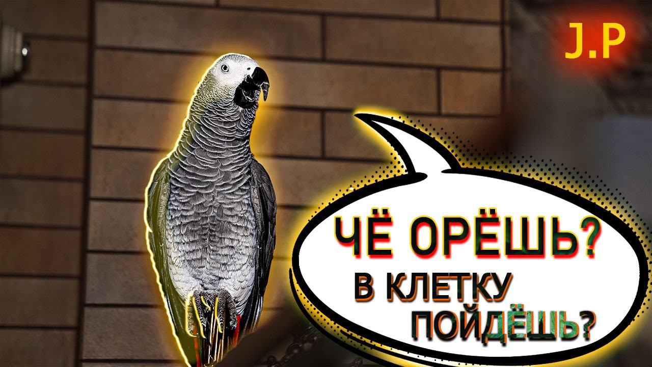 ✅ ГОВОРЯЩИЙ ПОПУГАЙ ДЕРЗИТ ХОЗЯИНУ  ЖАКО ПЕТРУНЯ #смешныеживотные
