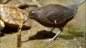 Бурая оляпка