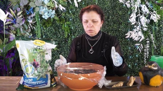 Как посадить и вырастить имбирь Хитсад ТВ