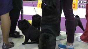 Как подружить кошку с собакой: 5 советов