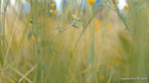 Старый Дом | Братья Тамбовской Церкви | 4К