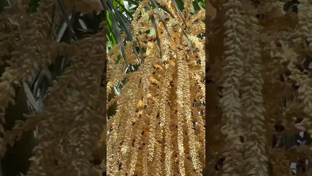 Honey bees like Palm tree flowers