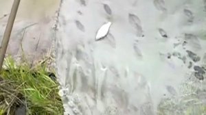 Проверенный способ очистки небольшого озера от камыша часть2