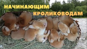 Размножение кроликов. Советы по разведению и содержанию