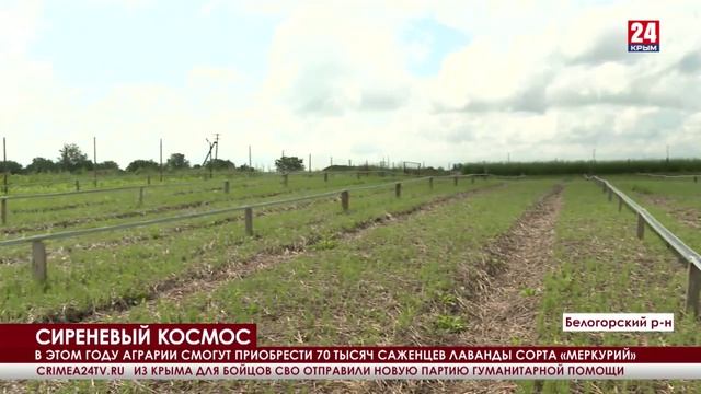 Учёные Крыма предлагают фермерам новый сорт лаванды