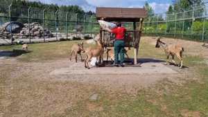 Закулисье зоопарка. Работа киперов, ярославский зоо.. #животные #зоопарк #ярославль