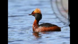 Красношейная поганка.