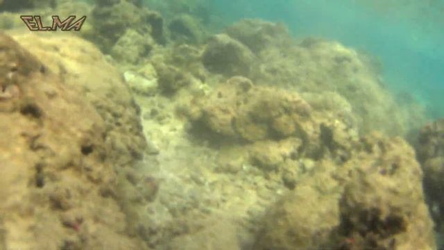 84 Подводный мир Шри Ланки Sri Lanka смотреть онлайн