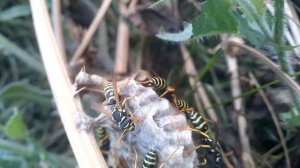 Видео как ОСА НАПАЛА НА ЧЕЛОВЕКА.