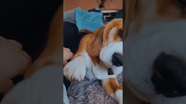 Собака не просто друг человеку❤|Beagle Greta