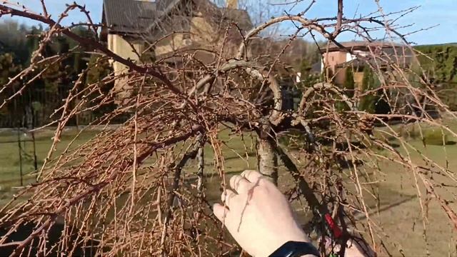 Stiff Weeper. Формирующая обрезка третьего года смотреть онлайн