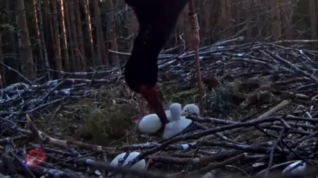 Must toonekurg~Holes in two eggs feeding by Karl~5h56m 2018/05/20 смотреть онлайн