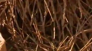 Утепление каркасного дома легким саманом