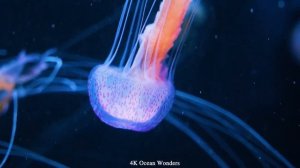 Aquarium 4K VIDEO Sleep Relaxing Meditation Music