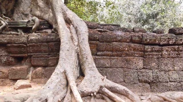 Ta Prohm Temple, Angkor walking tour 4k 60fps смотреть онлайн