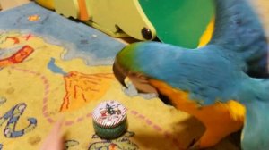 Попугай ара и орешек в коробочке