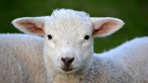 овцы и барана звук