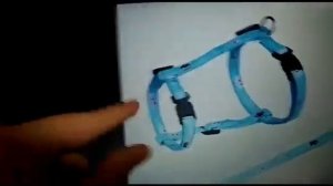 Шлейка или поводок для шпица?   Что выбрать?