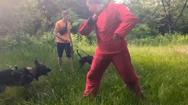 Защита! Немецкая овчарка жрет человека)) смотреть онлайн