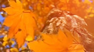 Я пришлю тебе осень. М.Цветаева