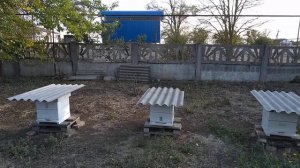 Как я формирую северо-крымские ульи в зиму?