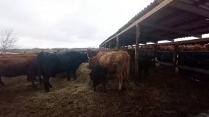 Фермерское хозяйство/Интересные рога/Калмыцкие коровы