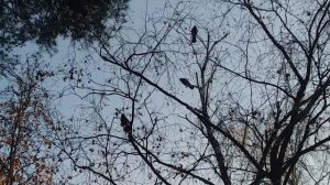 Вороны в парке 💥 Птицы природа Relax / Crows Birds Nature Crow scream Ворон Ворона
