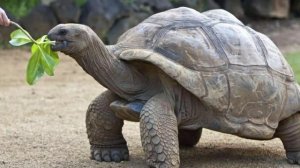 СЛОНОВЫЕ ЧЕРЕПАХИ, Галапагосские острова. Пресмыкающиеся. Теория эволюции. Чарльз Дарвин.