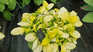 Hosta - Fan Dance