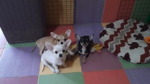 мальчик или девочка чихуахуа,кто лучше,собака для себя?поговорим питомник Кастропуло Симферополь