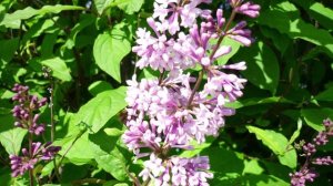 "АРХАНГЕЛЬСКАЯ ЗАЖИГАТЕЛЬНАЯ"... (Фото Ольги Репищной (Архангельск), музыка Сергея Сметанина)