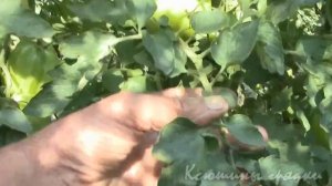 Томаты Голубая красавица, Розовый сибирский тигр, Уникальный.