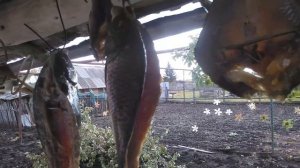 И снова рыбка, карп горячего копчения