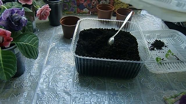 Драгоценная ФИОЛЕТОВАЯ ПЕЛАРГОНИЯ подросла после кипятка !!!! Удивительно ? смотреть онлайн