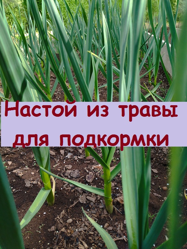 Как делаю настой из крапивы и борщевика для подкормки овощей, ягод, цветов - безопасно и действенно