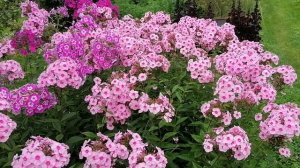 Флоксы и Гортензии на даче 08.06.2021