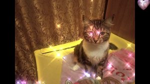 lv_0_20240913225845.mp4