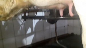 Профессия:Оператор машинного доения,правильная рутина доения коров,часть 1