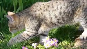 Кошки и коты|Пиксибоб|Характер,здоровье, происхождение.