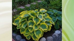 Секреты выращивания хосты: как превратить растение в пышный красивый куст