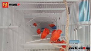 ✅ COMO PREVENIR ENFERMEDADES EN EL AVIARIO | Enfermedades de las aves