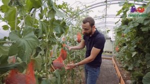 АРБУЗЫ И ДЫНИ В ТЕПЛИЦЕ