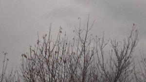 Птицы улетают на юг