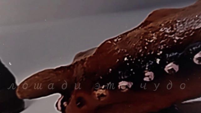 //Schleich horses Clip/Клип/Анимация/Animation||Возможно||🔪🩸\\ смотреть онлайн