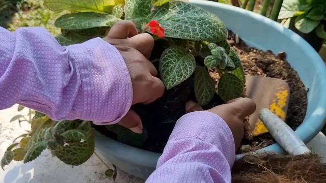 PUSE LAS EPISCIAS SIN MACETA EN UN TRONCO- HAZLO TU TAMBIEN/Liliana Muñoz смотреть онлайн