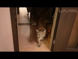 Ключ от всех дверей пумы Месси. The key to all doors for Puma Messi.