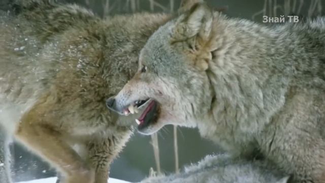 Схватка про волков. Рысь против волка. Кто сильнее волк или гиена.