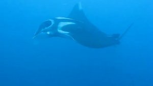 Manta Rays in Koh Bon