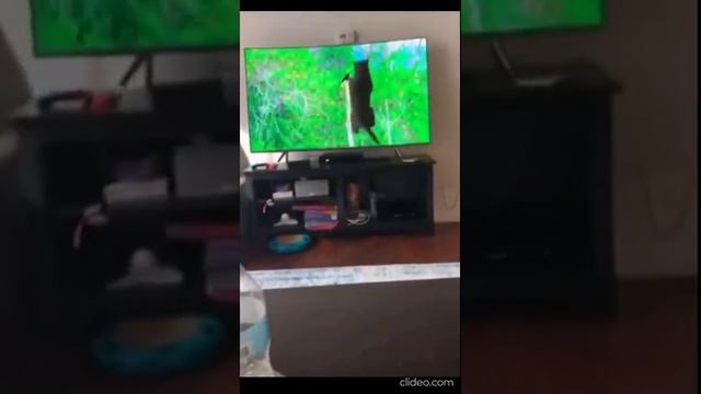 САМЫЕ СМЕШНЫЕ КОТЫ И СОБАКИ НА ЮТУБЕ/ ПОДБОРКА МИЛЫХ ЖИВОТНЫХ/ КОТЫ И СОБАКИ 2022/ Я РЖАЛ ЦЕЛЫЙ ЧАС смотреть онлайн