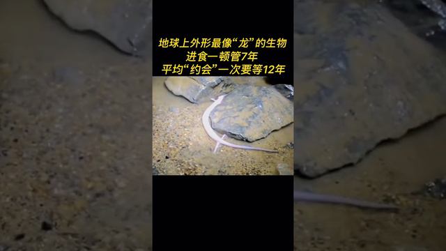 “龙”到底有没有在地球真实存在过？为何12生肖里有“龙”。外形与龙十分相似的“洞螈”已经在地球生存了1500万年、早期人们以为发现了“龙”的幼仔，平均交配一次要等12年